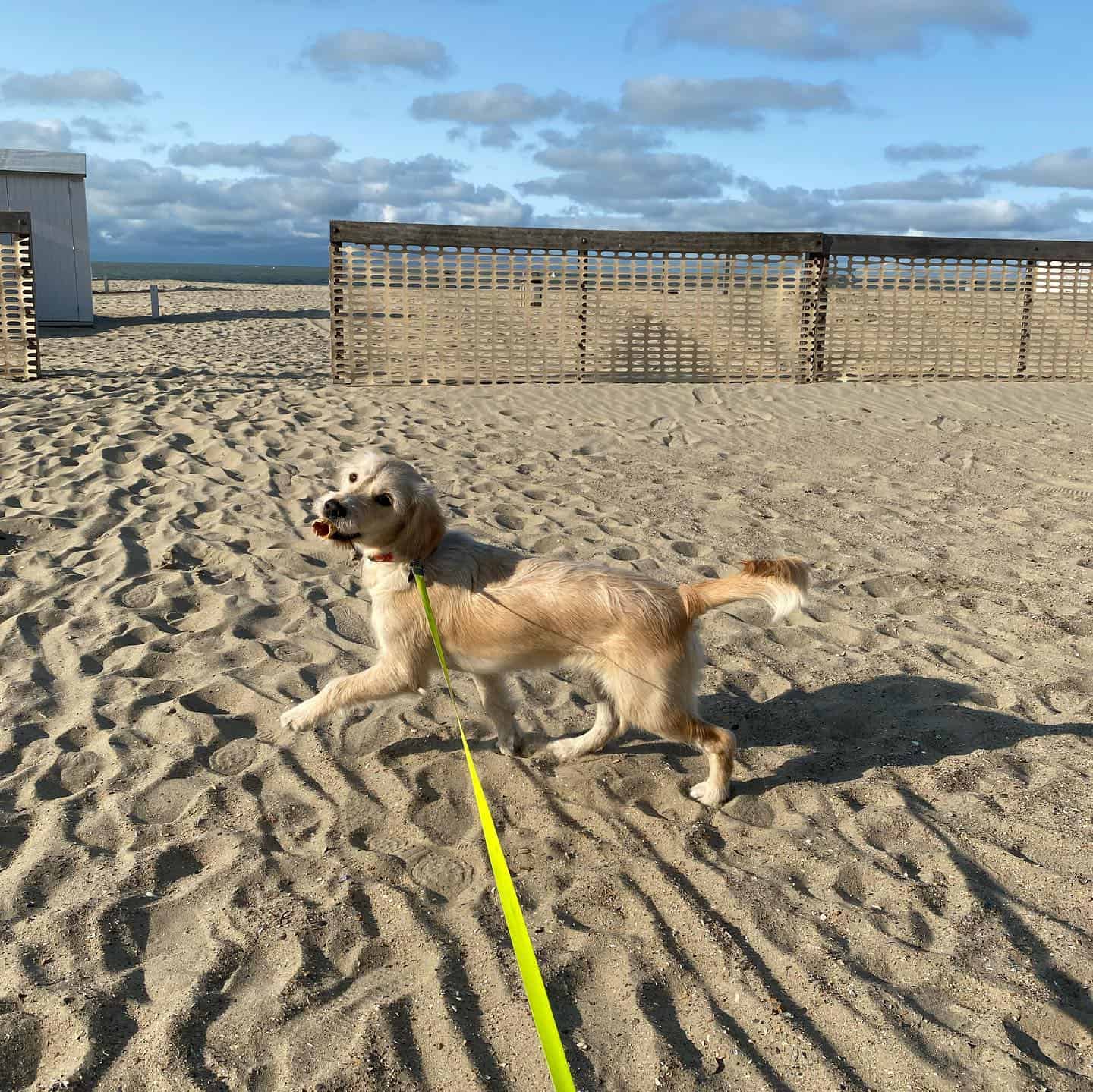 Goldenshire dog on the beach