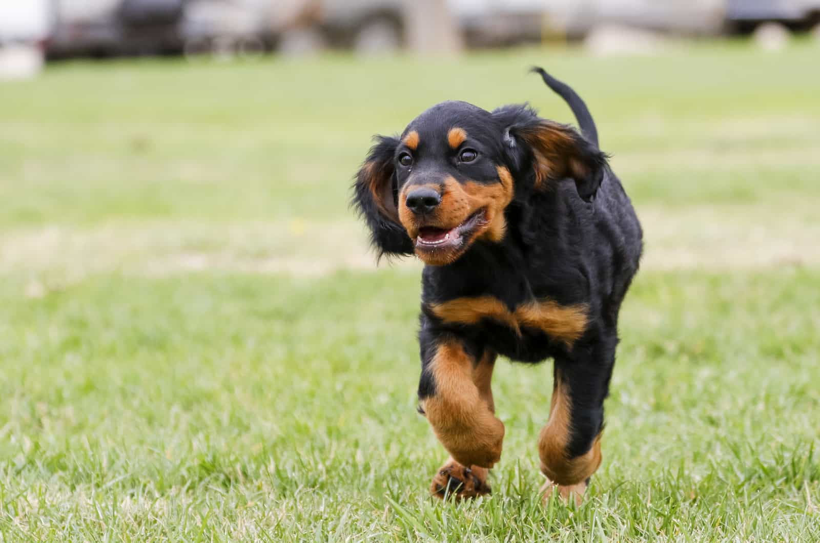 Gordon Setter puppy runs across the field