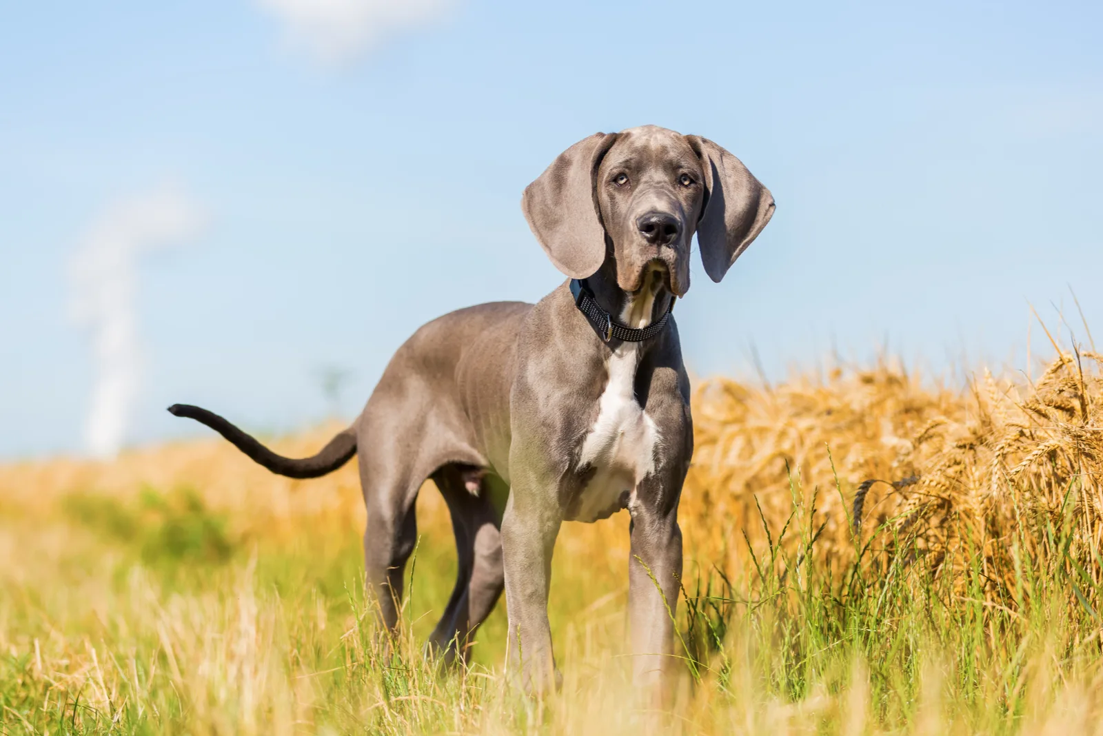 Great Dane puppy who stands on a country path