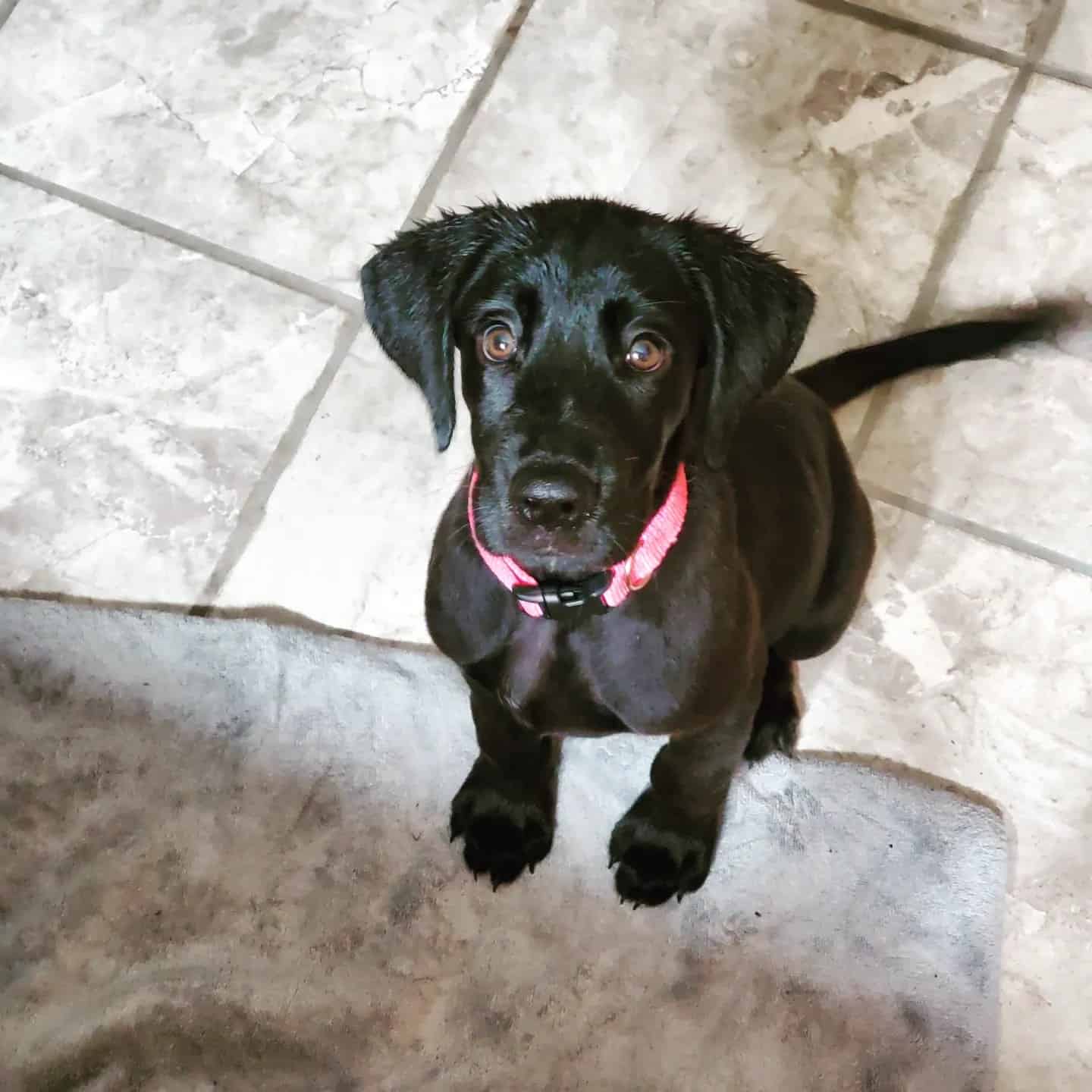 Great Golden Dane puppy