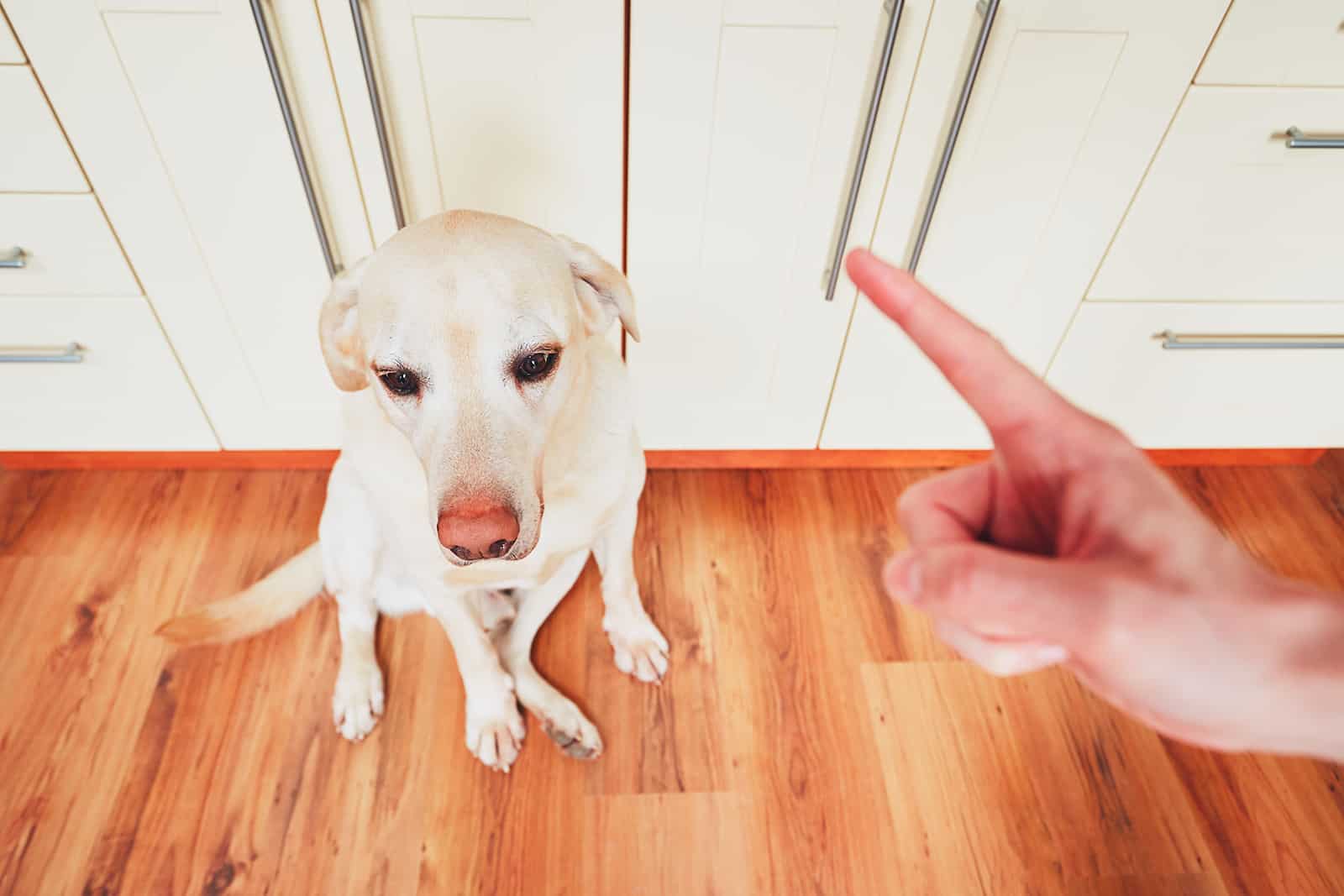 Hand of man and guilty dog at home
