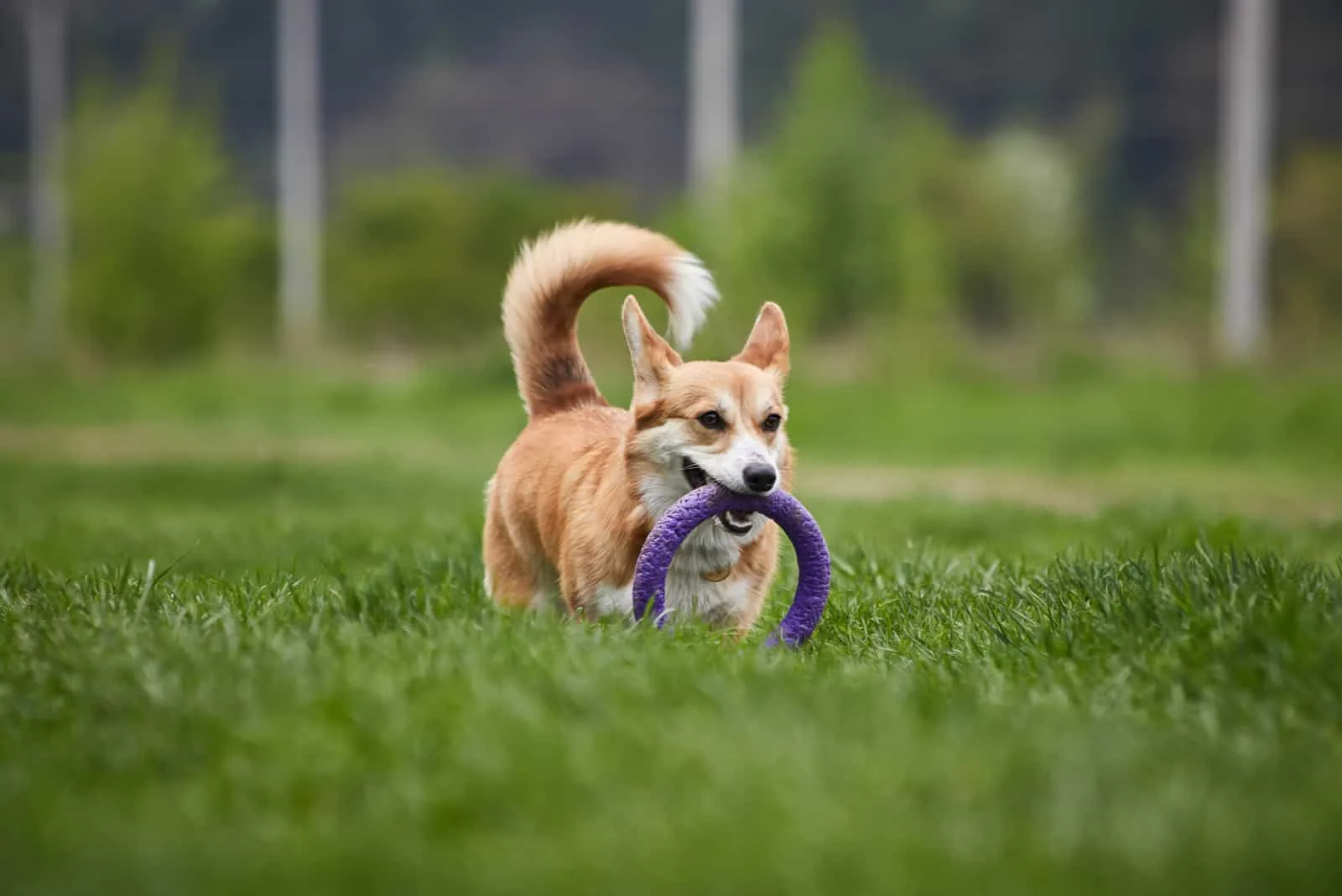 The 12 Best Toys for Corgis to Get Your Little Loaf – Furtropolis