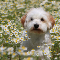 little havanese is sitting in a field of flowers