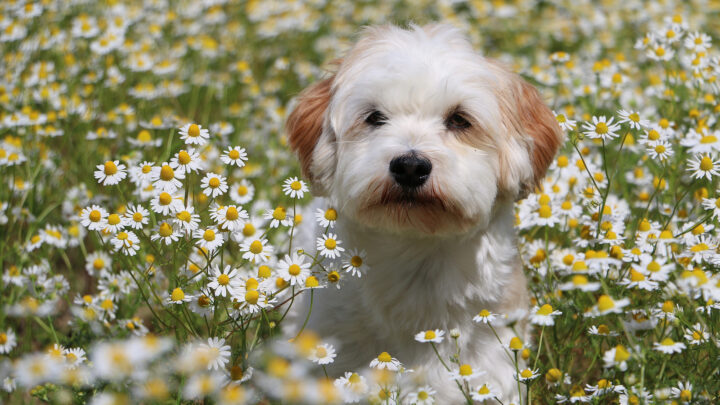 Havanese Breeders In The UK: 6 Breeders You Can Trust