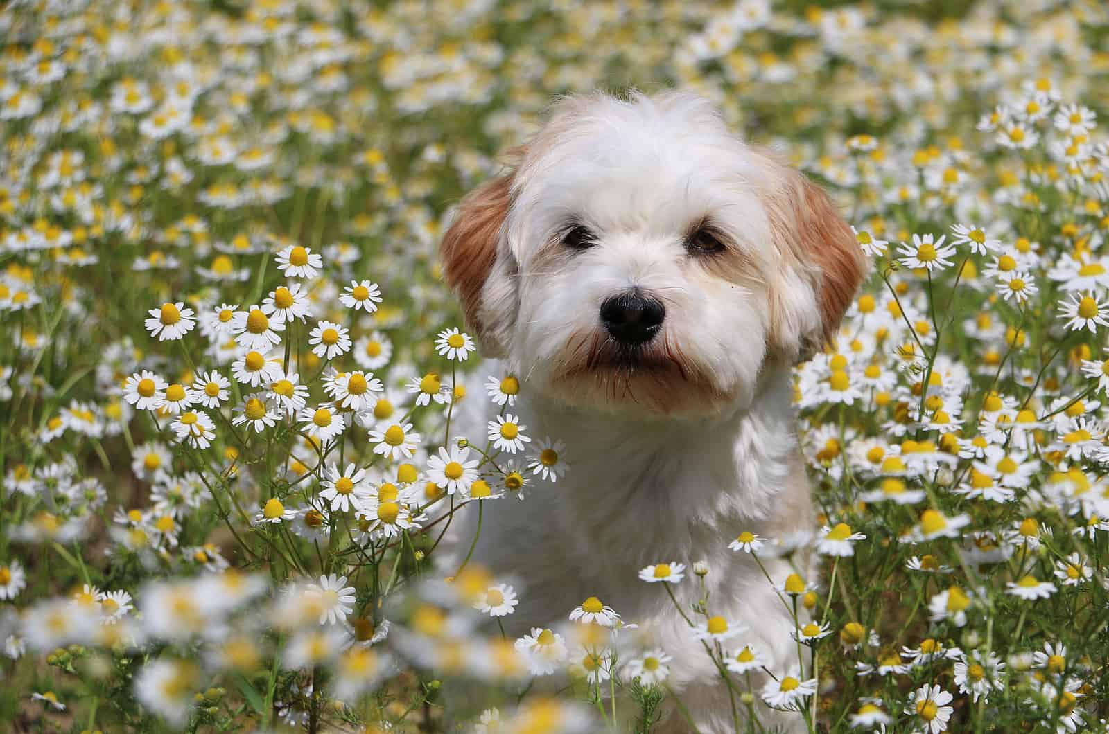 little havanese is sitting in a field of flowers