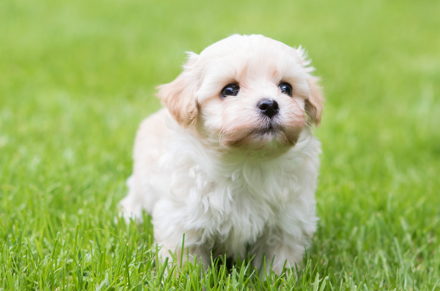 Havanese Breeders In The UK: 6 Breeders You Can Trust Havanese Breeders In The UK: 6 Breeders You Can Trust