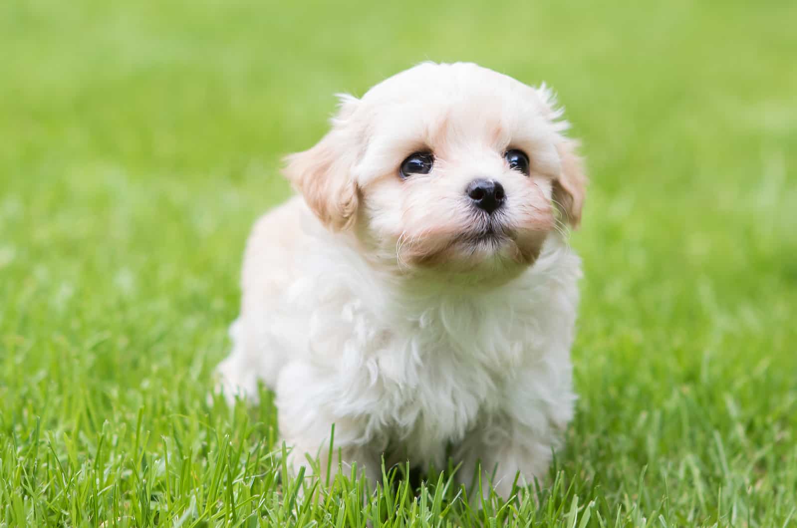 Havanese puppy dog