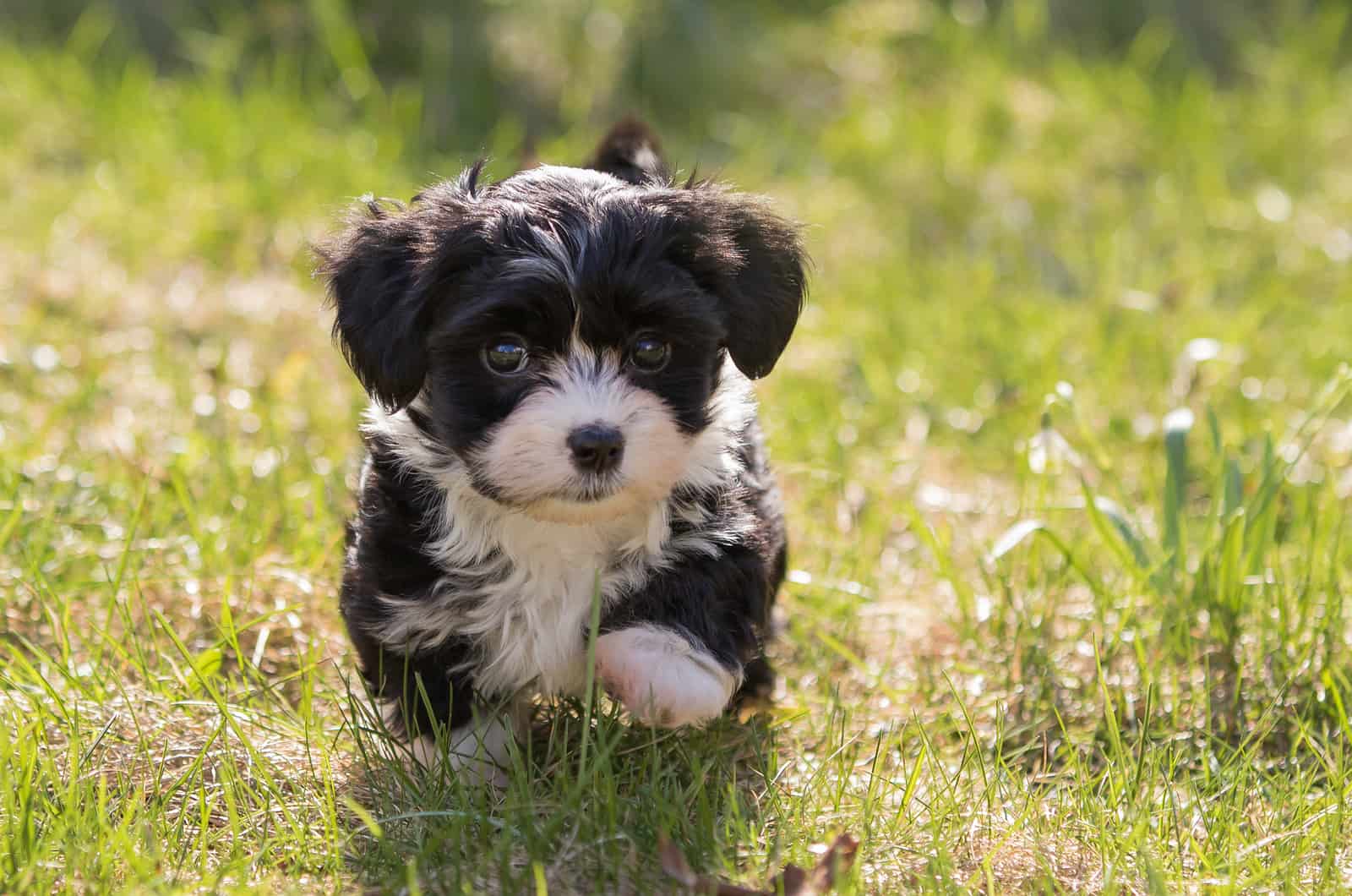 Havanese walks on the green grass