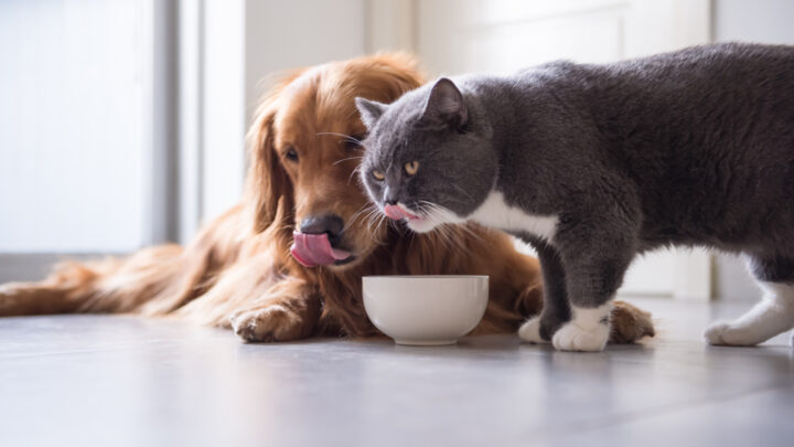 Helpful Tricks For How To Stop Dog From Eating Cat Food