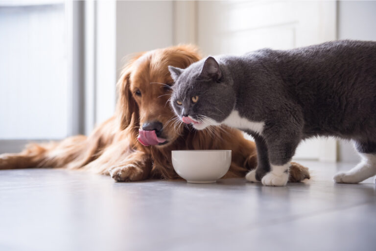 Golden Retriever and British shorthair cats are eating