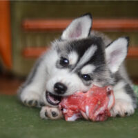 Siberian husky dog puppy eating a meat bone