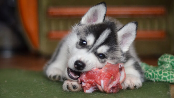 How Much Raw Food To Feed A Puppy—Everything You Need to Know