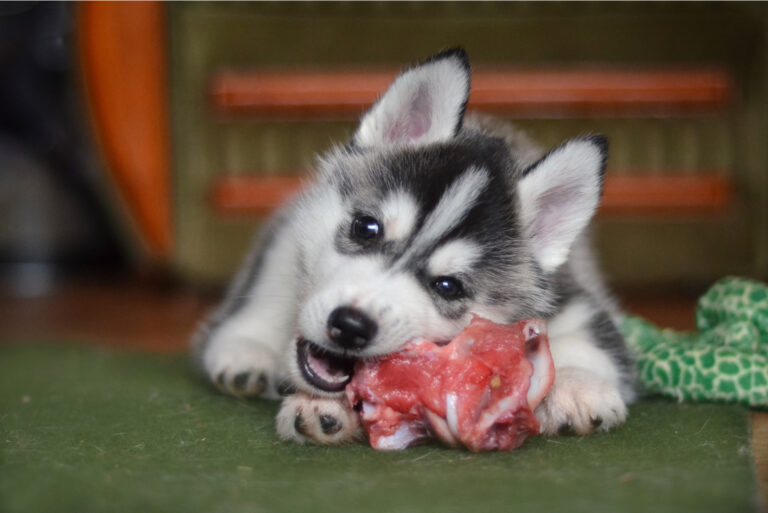 Siberian husky dog puppy eating a meat bone
