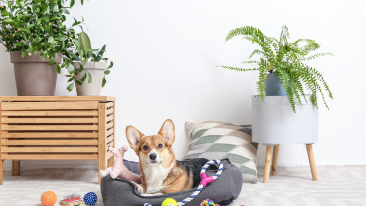 How To Keep A Dog Entertained While At Work: 19 Tips & Tricks