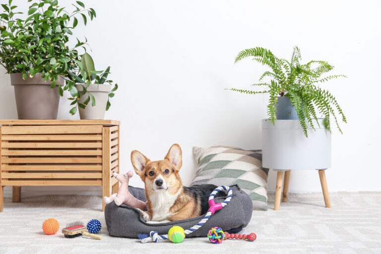 Cute dog with different pet accessories at home