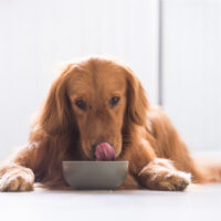 The Golden Retriever licks while waiting for food