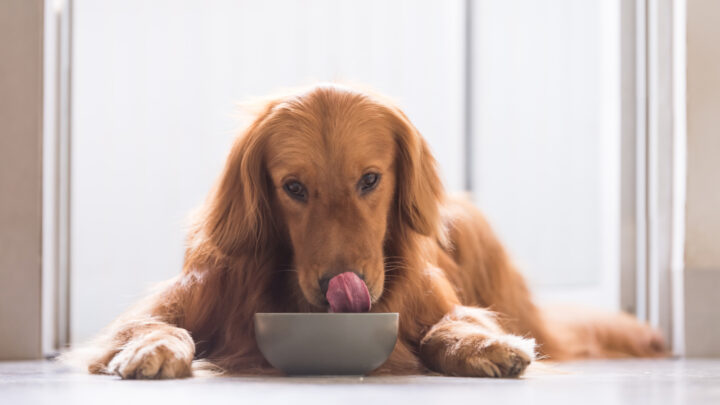 How To Keep Ants Away From Dog Food: 9 Handy Tips And Tricks