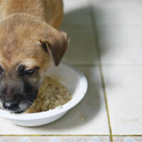 a puppy dog eats porridge from a bowl