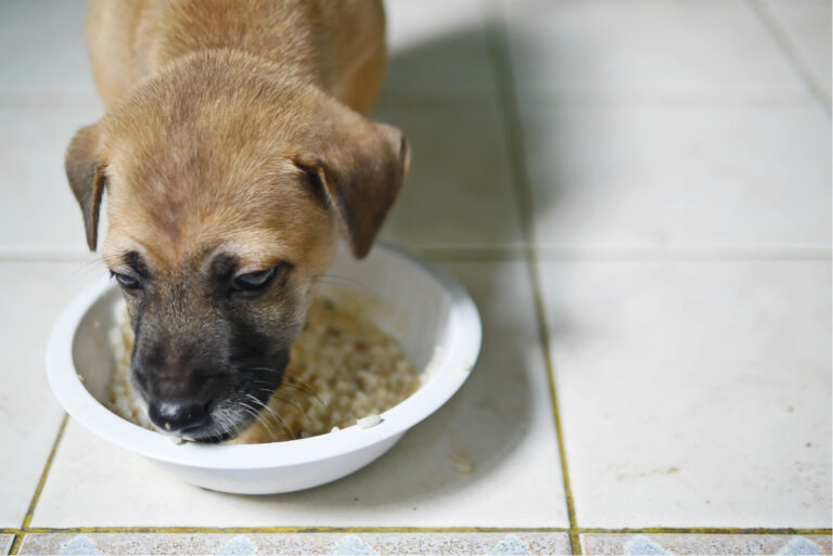 a puppy dog eats porridge from a bowl