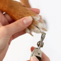 dog getting nails clipped