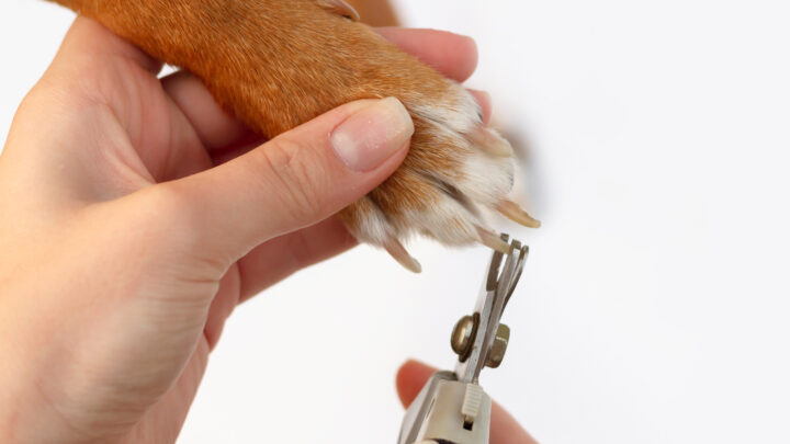 Dog Nail Trim With Sedation near Me
