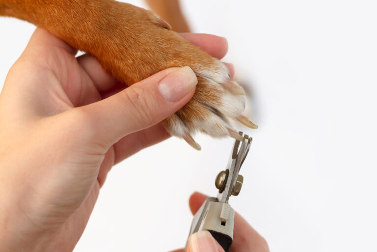 dog getting nails clipped