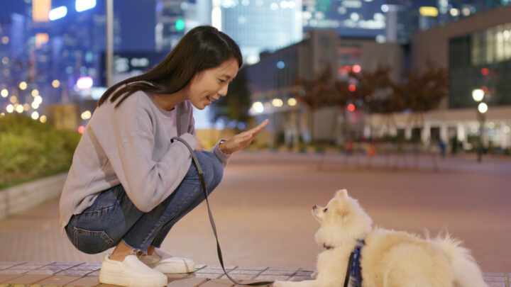 How To Show Dominance To A Dog? 17 Steps To An Alpha Leader