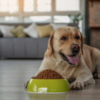 a beautiful labrador lies next to food