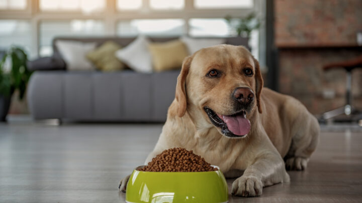 How To Soften Dog Food. 8 Best Solutions That We Picked For You