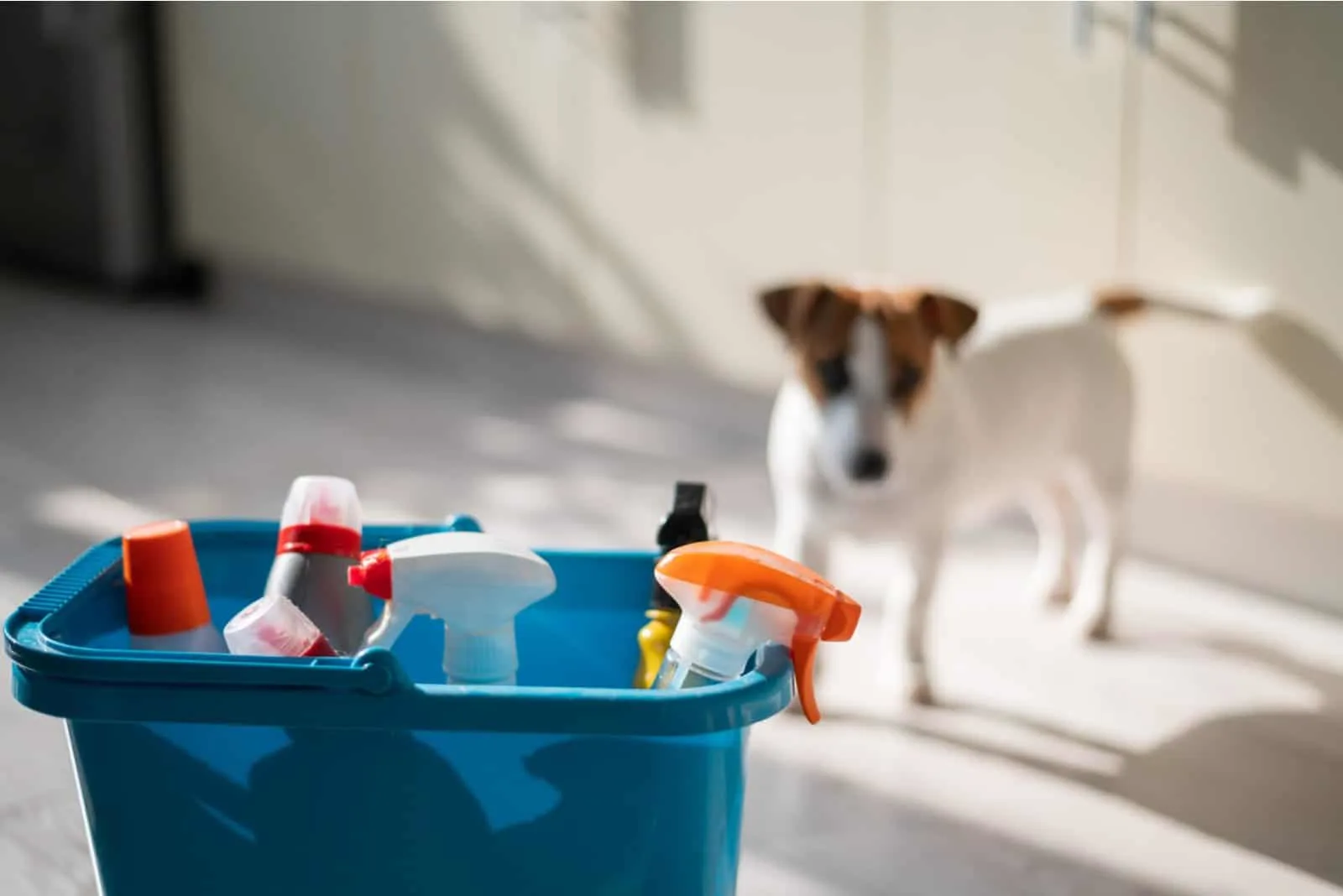 Jack Russell Terrier on a background of cleaning products
