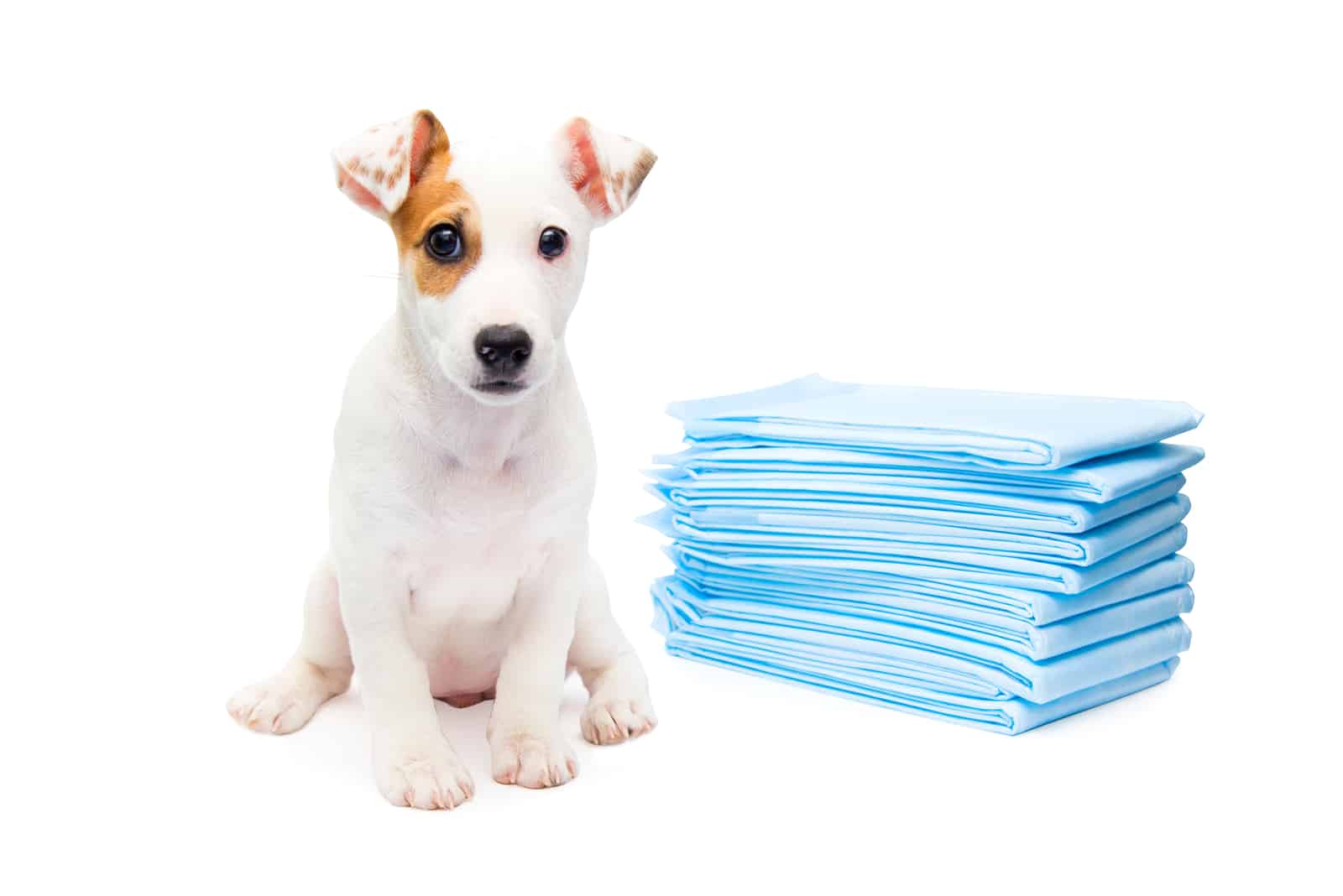Jack Russell Terrier puppy sitting with diapers