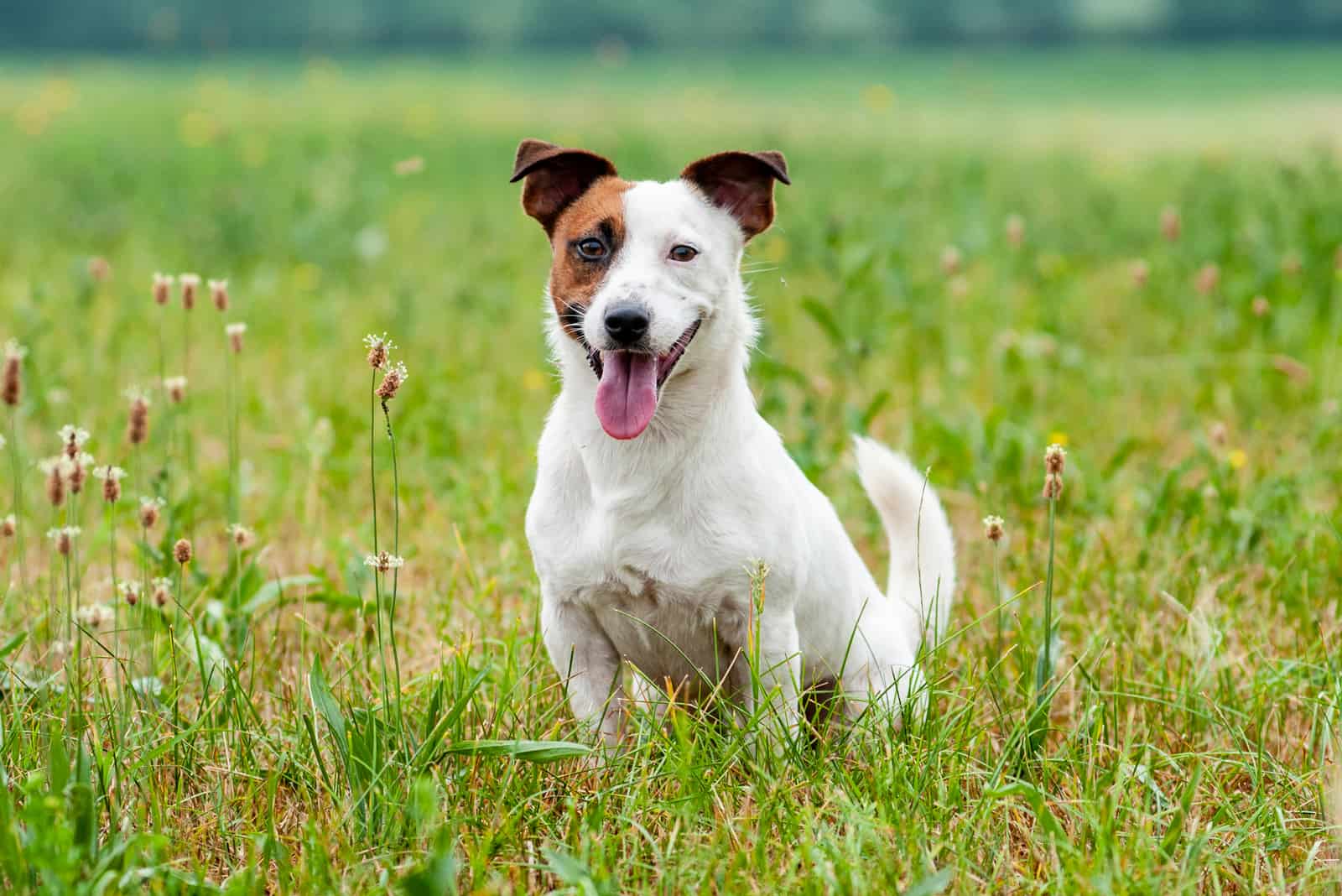 Jack Russell Terrier sitting on grass
