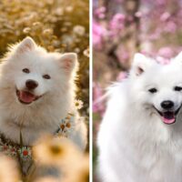 Japanese Spitz and Samoyed