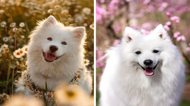 Japanese Spitz Vs. Samoyed – Which Is The Best Dog For You?