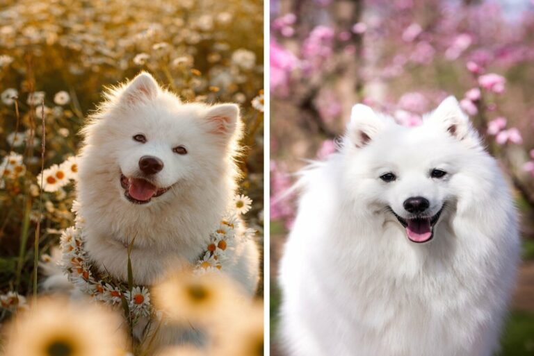 Japanese Spitz and Samoyed