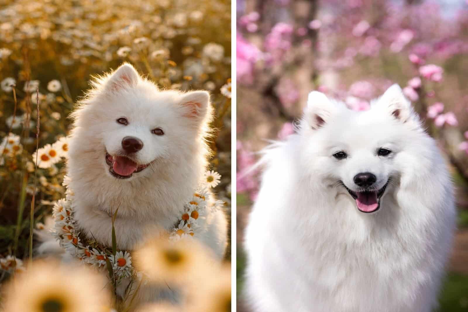 Japanese Spitz Vs. Samoyed – Which Is The Best Dog For You?