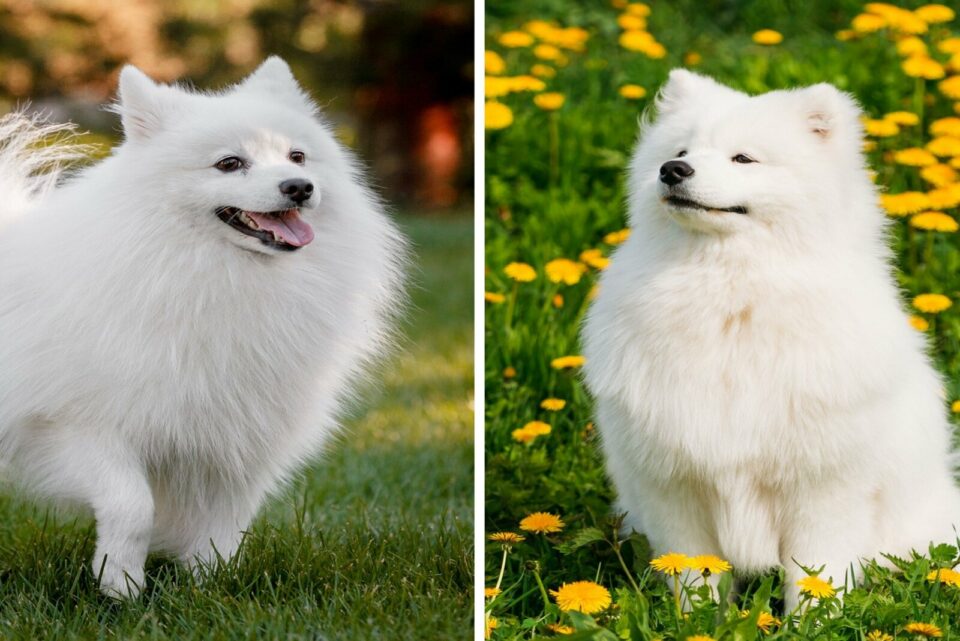 Japanese Spitz Vs. Samoyed Which Is The Best Dog For You?
