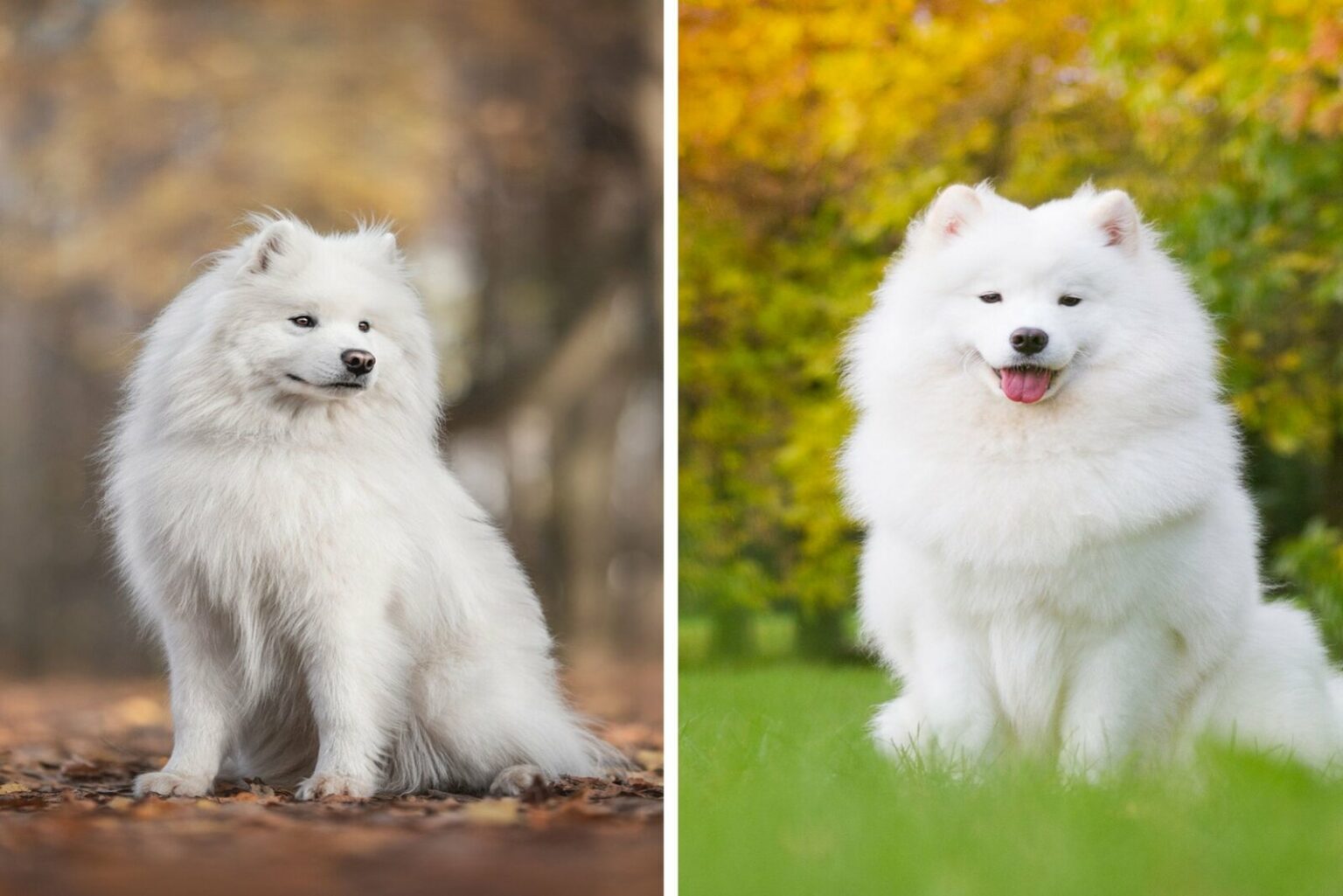 Japanese Spitz Vs. Samoyed Which Is The Best Dog For You?