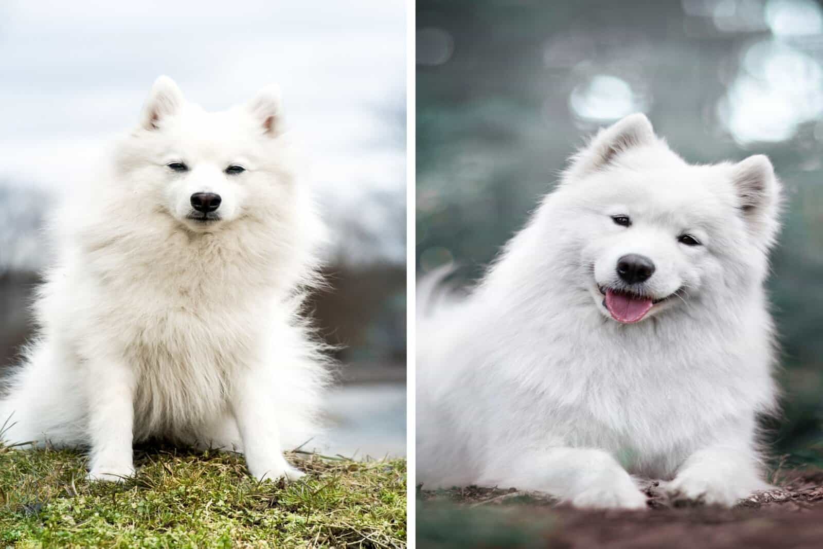 Japanese Spitz and Samoyed sitting outside