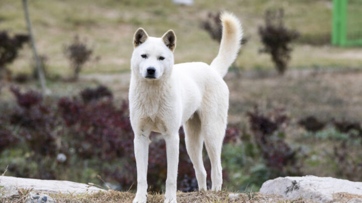 Jindo Breeders: Top 3 Places To Find A New Pet in the U.S.