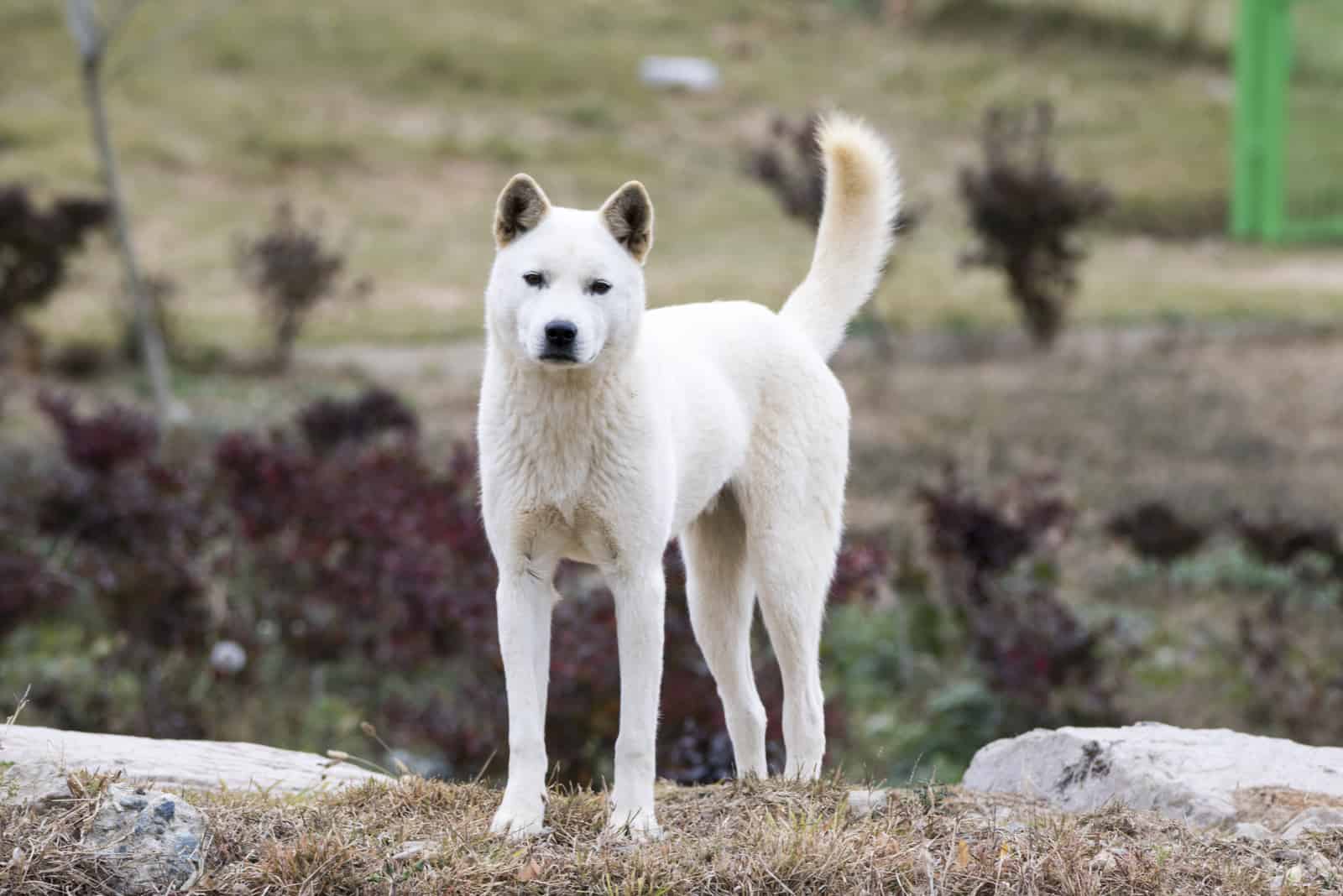 Jindo stands on a rock