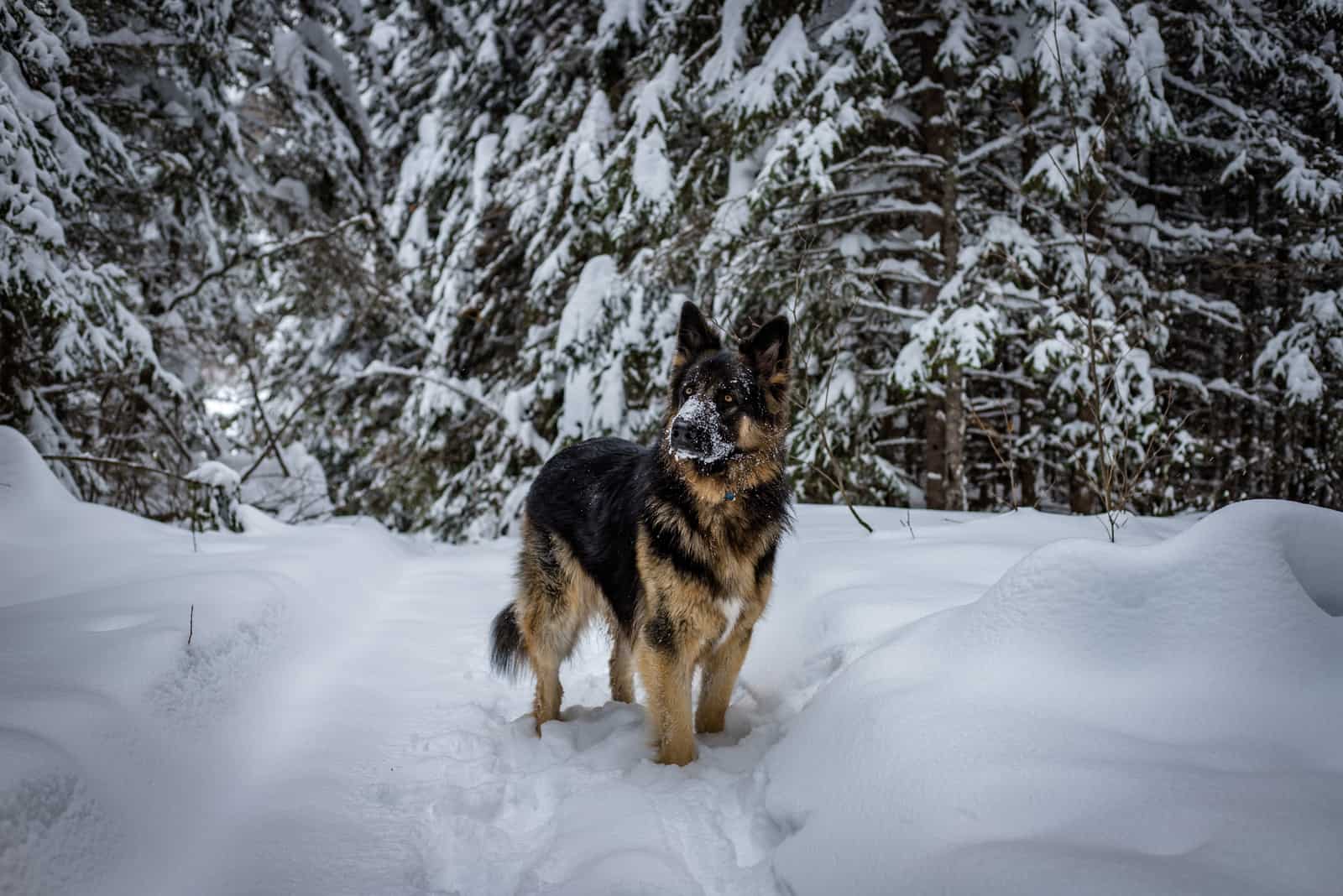 King Shepherd