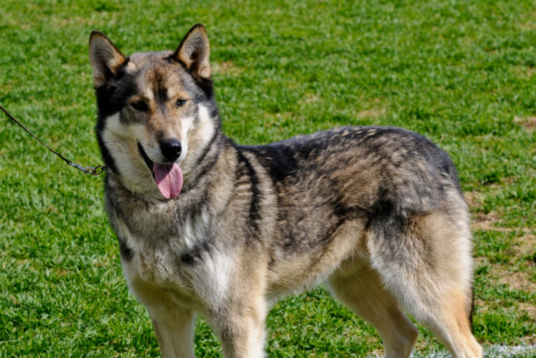 31 Wolf Like Dog Breeds: Finest Collection Of Fierce Dogs