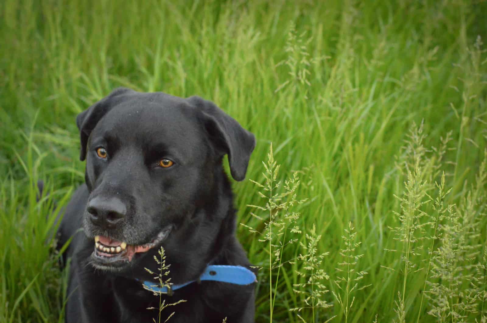 Labrabull Pitador Lab Mix Black Dog