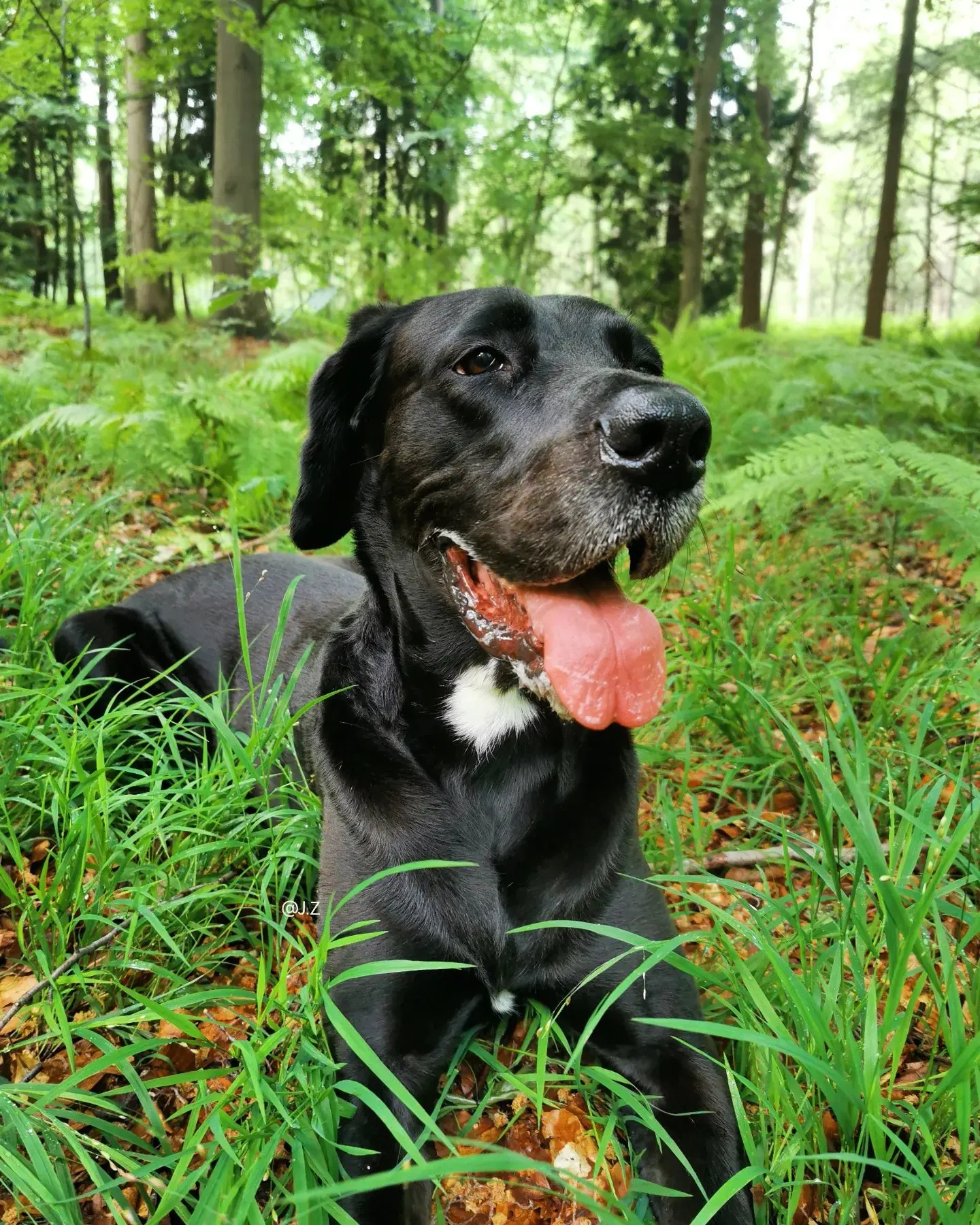 Labradane laying in the wood
