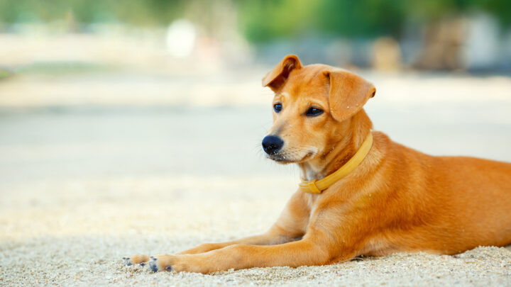 Labrador Mixes: A Guide To 26 Different Lab Mix Breeds