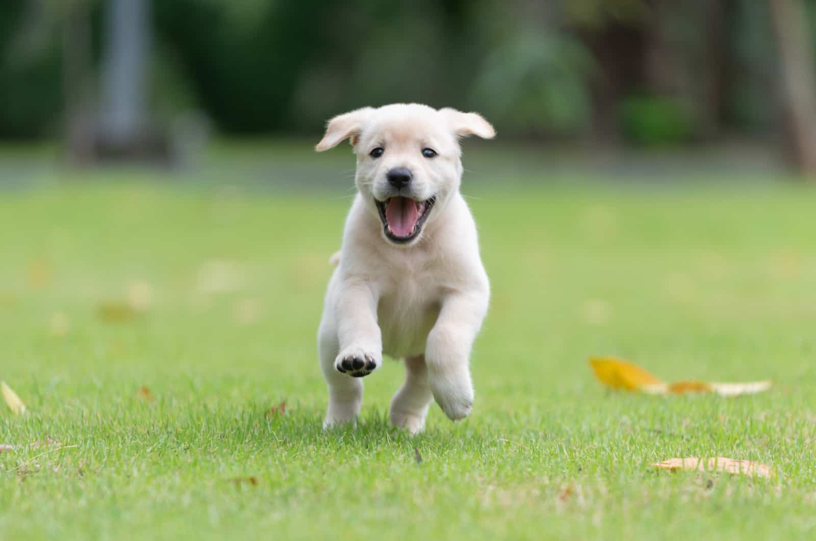Labrador Retriever puppy runs across the field