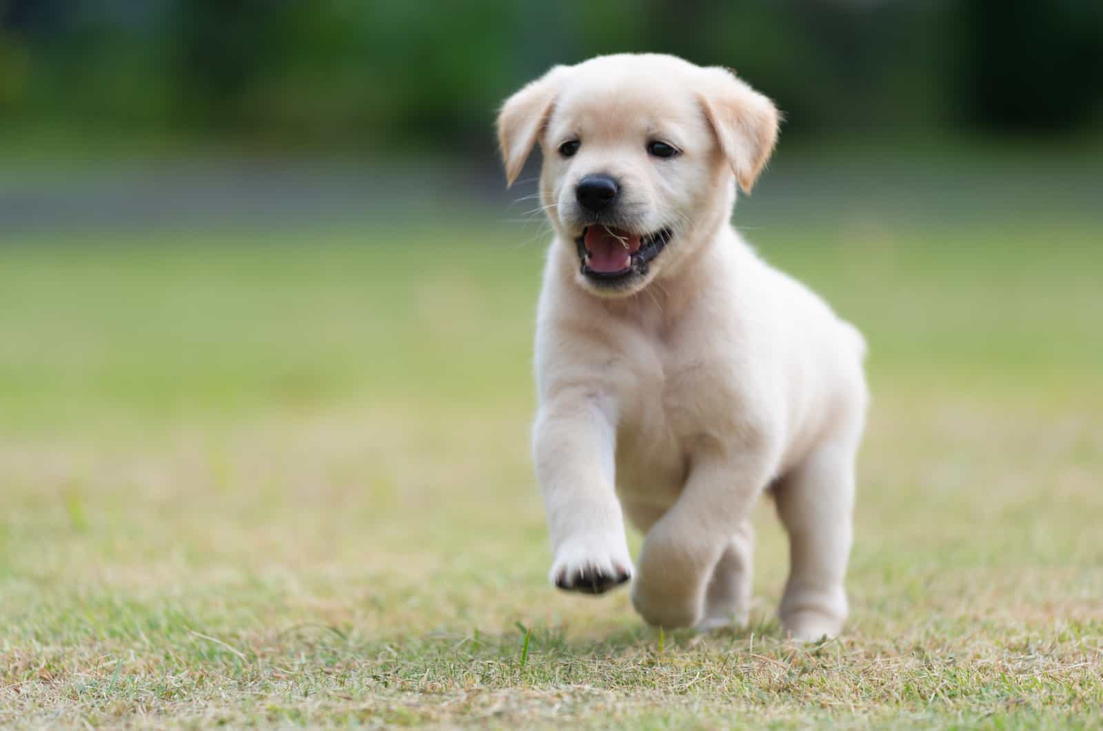 Labrador Retrievers puppy walks through the garden