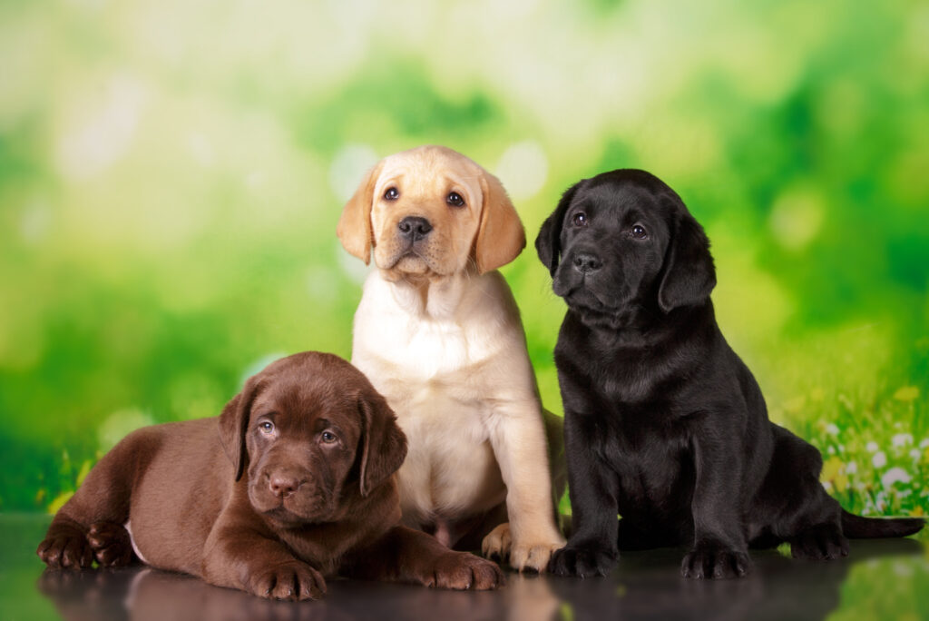 10 Trustworthy Labrador Breeders In Ontario