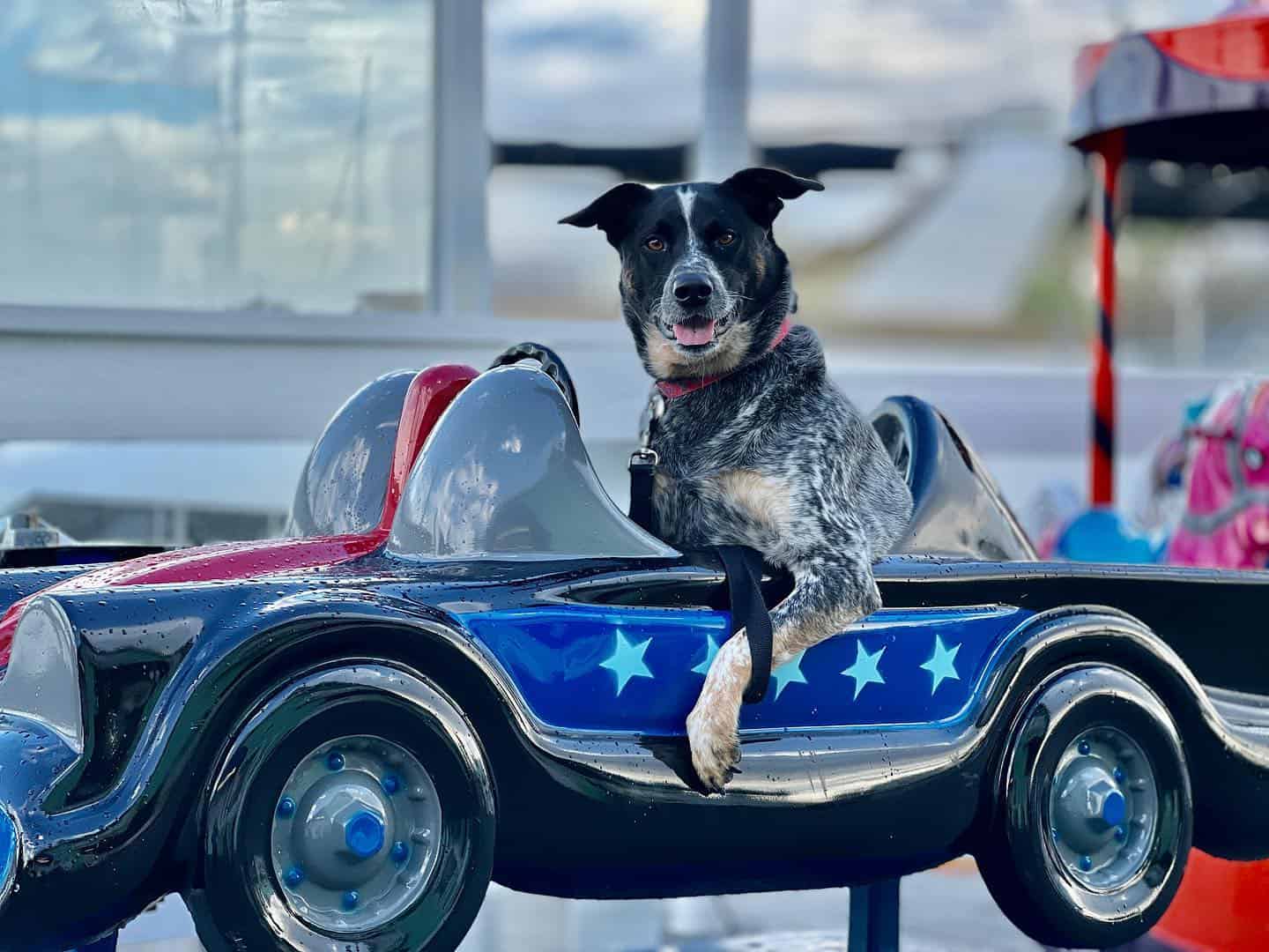 Labraheeler in the mini car